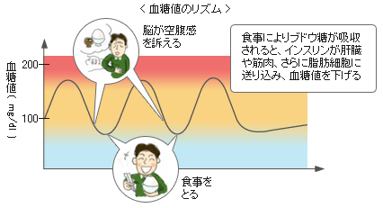 血糖値のリズム