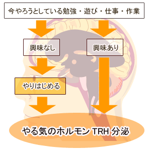 集中力と脳内物質