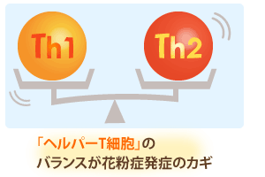 「ヘルパーT細胞」のバランスが花粉症発症のカギ