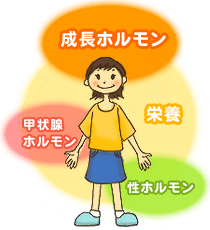 身長を伸ばすカギは「ホルモン」