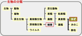 生物の分類