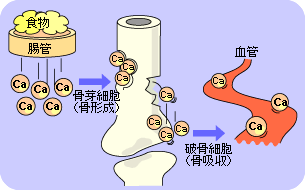 今から考える 骨対策 あなたの骨 お元気ですか Helc ヘルシー