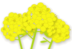 清楚な実力派 菜の花 を見直そう Helc ヘルシー