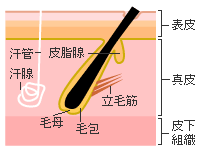 皮膚の構造