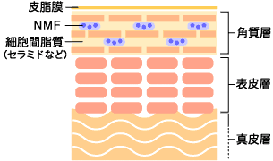 皮膚の四層構造