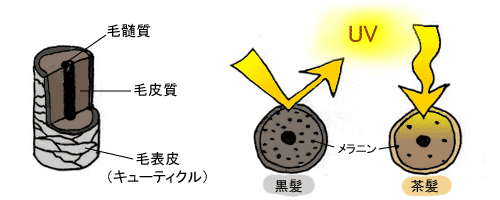 オシャレでも紫外線には弱いカラーヘア
