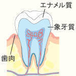 歯の構造