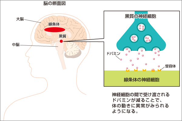 図：ドパミンの受け渡し