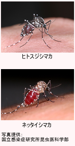 ネッタイシマカとヒトスジシマカ（ヤブカ）