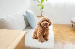 単身世帯の増加で「ペット可物件」に商機? 約4人に1人が経験した退去トラブルから考える賃貸経営