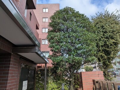 ハレナニ柿の木坂【TOMOS】の間取り