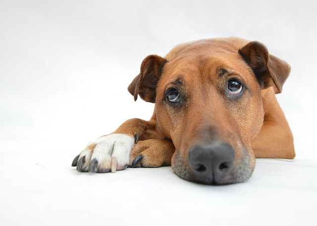 犬の虫歯を見つける方法と日頃から気をつける4つのポイント Zehitomo Journal 犬の虫歯を見つける方法と日頃から気をつける4つのポイント Zehitomo Journal