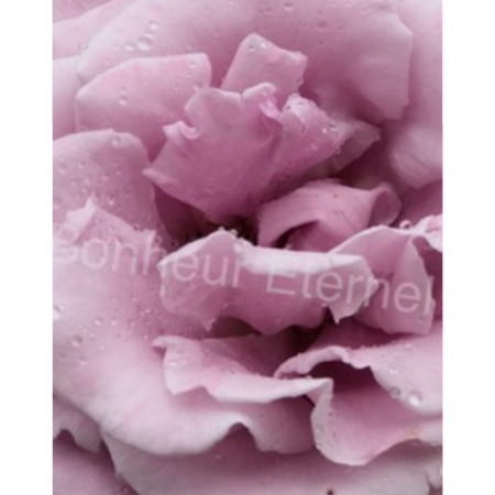 Cf575774 8294 4d0d 8aee b0a792b406fd s