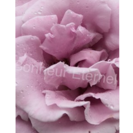 A37b833c f7a4 4871 8331 cd6734d334ba s