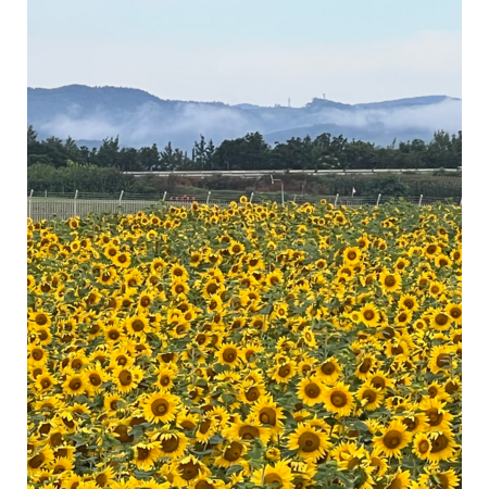 9f52fb81 d1ea 4ada bf7f 851f31c89ea5 s