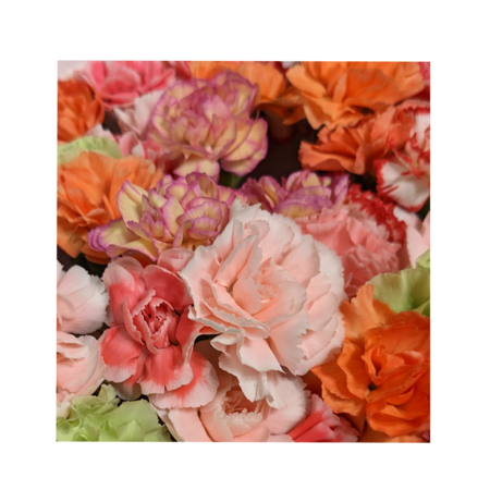 B23a1358 40d6 4a26 a241 c3a1b1cff1b2 s