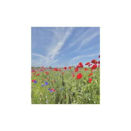 C54f884e 9c4b 4375 85b6 cd0a6c7ef908 s