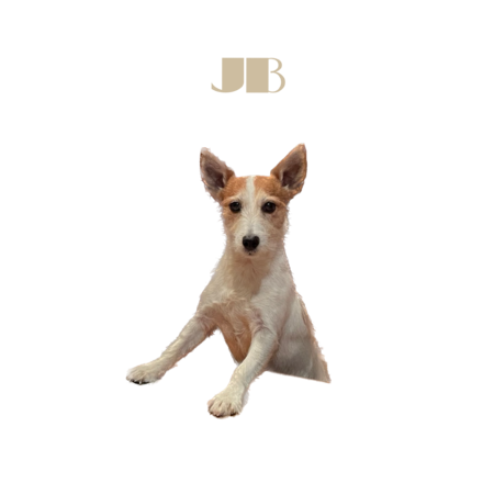 40db7a98 d0b5 4b8e a02b b863764669f3 s