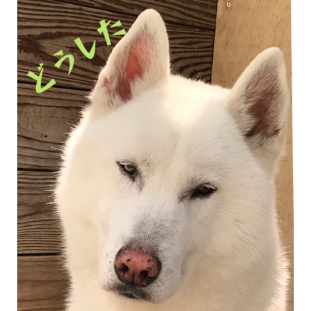 F55f1932 1cf1 41a8 ba76 18775ef83417 s