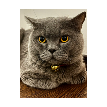 51602871 77dc 4808 b3c4 f87cde09087c s