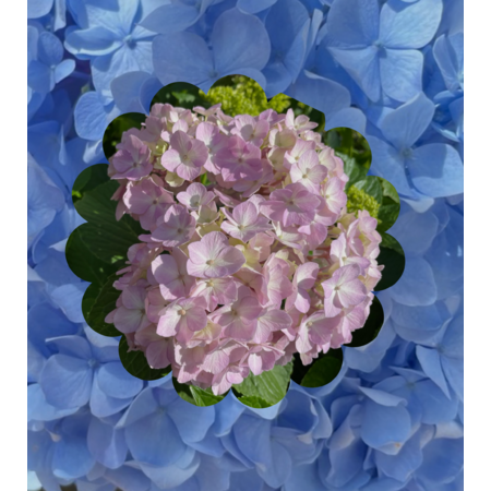 6c774c6d 778a 442b 8cba 45d0fc7ff9a5 s