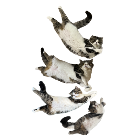 C813e433 7d8b 48bd b065 376fd728b2ad s