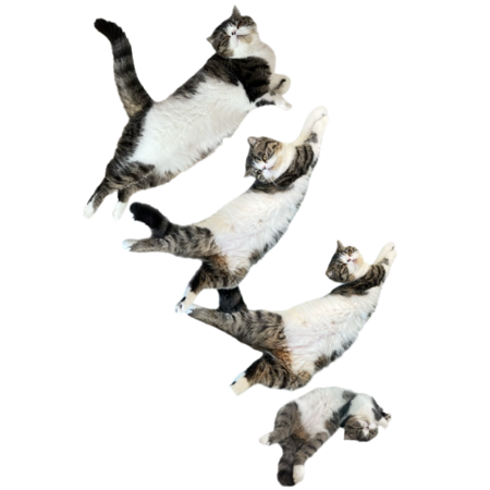 E2f53438 32f3 4df3 9331 18ea353ddef4 s