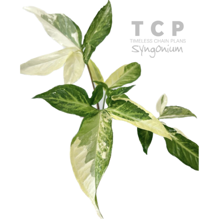 15792233 8305 4ab5 83f7 6a3a02df75df s