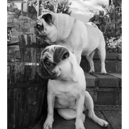 B4f6f4cf 3dba 44d9 99c5 6edb356e0076 s