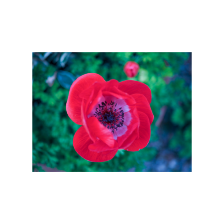 C7d69c9d d8ec 421d b41b 8362d1253ff0 s