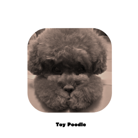 Ab179655 68bc 441c b58b ed92e684911a s