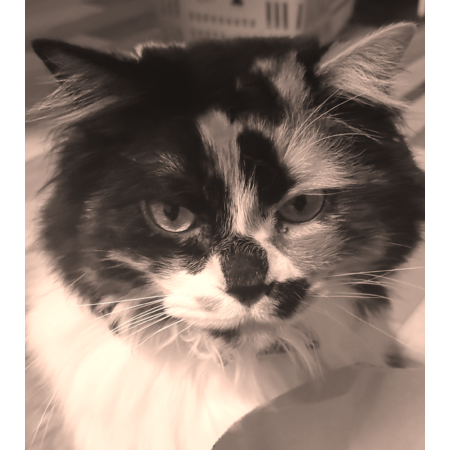 Cbacfcc3 d0d2 4eee 966f b7adeeee66f7 s