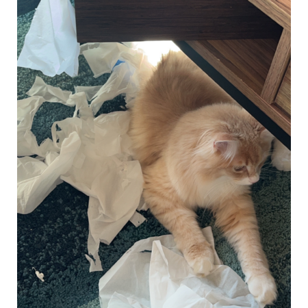 Ec4b1ca9 eeb2 4e45 9d6c 48d8985dd7f9 s