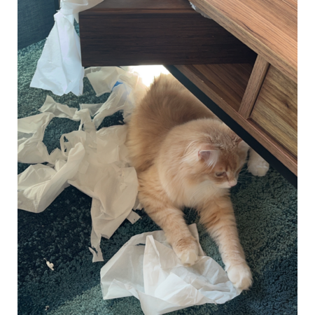 18c778d5 22a4 447e ad8a 9feabc65e370 s