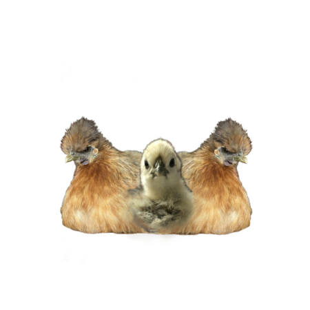 45e5ac3e a05d 4ed9 ae52 e79e0c28647b s