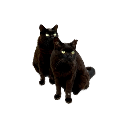 86d85ce7 96b1 4742 9075 e2290cf0caa2 s