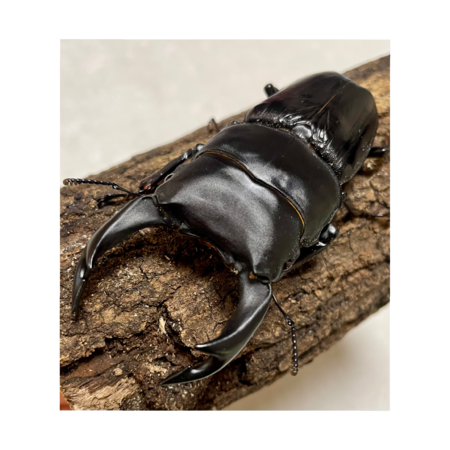 Ebd2704a 0f20 44f4 a9f6 e0deba2f76b5 s