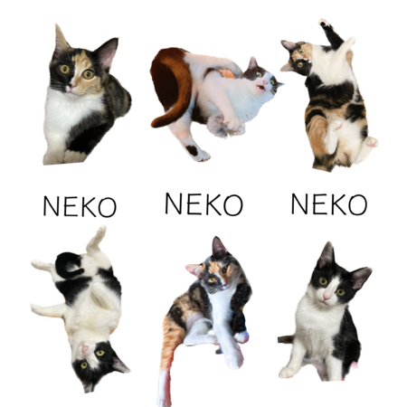 6da86a66 08f9 4f68 acca 4a4ee178fd51 s