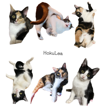 Ae98dcc2 d872 4794 9533 6fba6ced4765 s