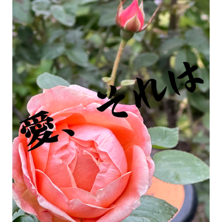 2e47d141 bc98 40d3 94e0 8c3449505fec s