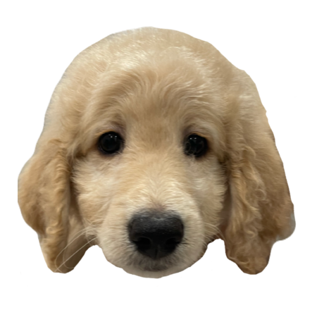 6e79eea3 106e 4e19 ae32 99a050f62eb9 s