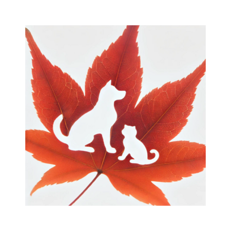 23ba879d 85ca 457d b2a2 dd6cad5d313e s