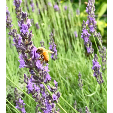 C5c7fa1a b1f7 4720 aaaa dc3bede9aba1 s