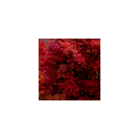 3bacb5bc b887 4c2a b89e 8b91464f99d2 s