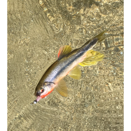 B33ed271 b1e9 4dbf 9d1f 2ee3c3b144a8 s