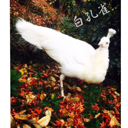 Cac0c10d a25e 49df b0bb 21dff3466836 s