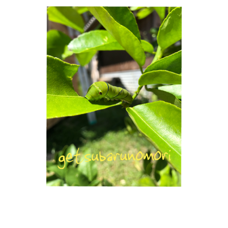 Cebbfd63 6616 4ea9 acc7 795b765f6a8e s