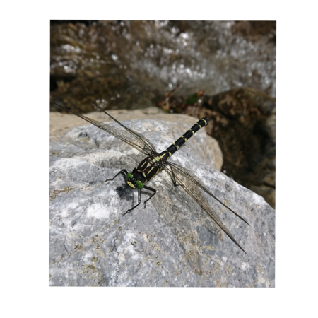 24d98c85 9818 46d5 88e9 1a5470efb0c0 s