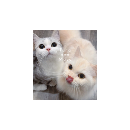 806da488 de49 4eb4 8ab4 d1cd6ce5f72a s