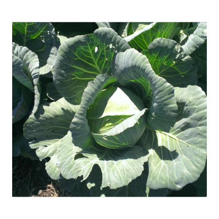 A9fe817a b255 471b b337 4552b5019589 s